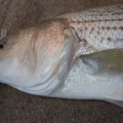 Penn Slammer III Spinning Reels -Rods promo image 1574