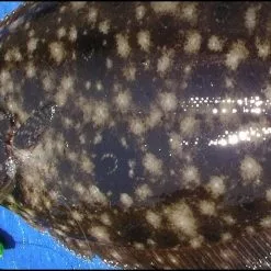 Tsunami Classic Casting Rods 15 Tsunami Classic Casting Rods -Rods promo image 283