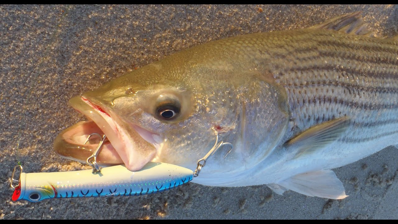 Surf Rods Tsunami Airwave Elite Surf Spinning Rods 4 Surf Rods Tsunami Airwave Elite Surf Spinning Rods - Image 2