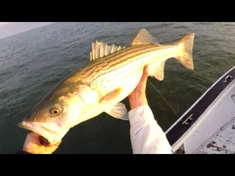 Conventional Reels Maxel Hybrid Star Drag Reels 5 Conventional Reels Maxel Hybrid Star Drag Reels - Image 3